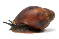 Archachatina sp. Calabar, Nigeria, juvenil